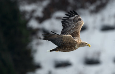 Adult White tailed eagle in flight. On Winter background. Scientific name: Haliaeetus albicilla, the ern, erne, gray eagle, Eurasian sea eagle and white-tailed sea-eagle. Winter season.
