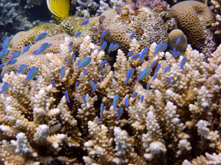 tropical fish in coral reef