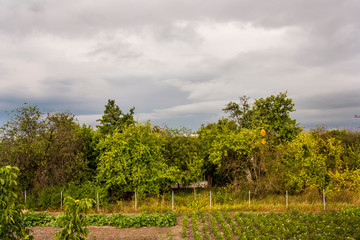 Fototapeta premium ukrainian village