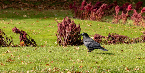 crow on grass in autumn sunshine, halifax public gardens