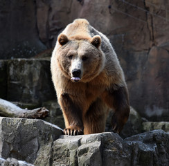 Obraz premium oso pardo