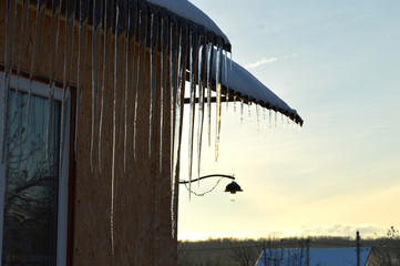 icicles