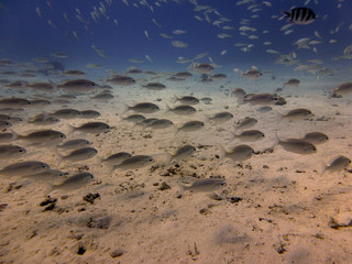 fish on red sea