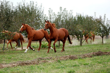 Fototapeta premium Peaceful idyllic landscape with young chestnut mares on the hill