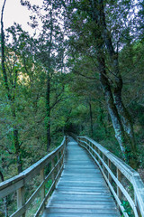 chemin de promenade en forêt