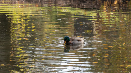 ducks in pond during autumn, closeup, no people