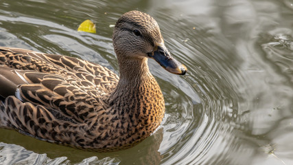 Duck in water closeup, autumn colours, water, no people