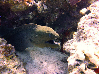 moray