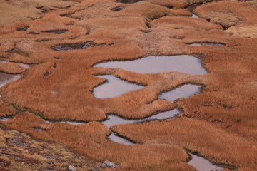 山岳地の湿原の草紅葉