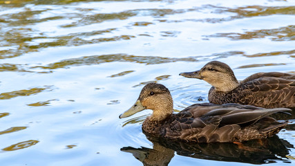 Obraz premium Duck in water closeup, autumn colours, water, no people