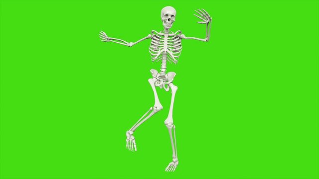Skeleton dancing. Seamless loop animation on green screen.