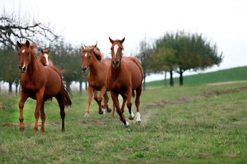 Peaceful idyllic landscape with young chestnut mares on the hill