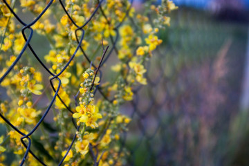 yellow plant and grid