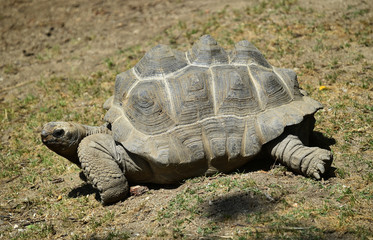 Obraz premium turtle