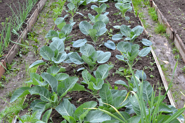 young plants in the garden