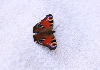 Fototapeta na wymiar farfalla colorata