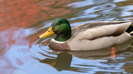 Mallard duck, closeup, no people, water, autumn.
