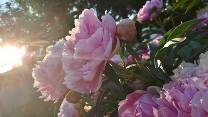 pink rose in the garden