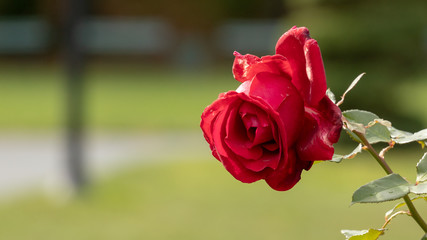 red rose in garden closeup, blurred background