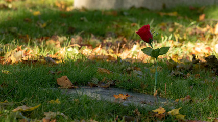autumn leaves on green grass with a single red rose