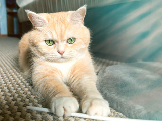 Beautiful cream tabby cat with green eyes sitting on the carpet resting from the games