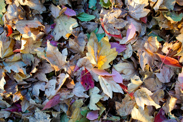 Bunte Blätter im Herbst