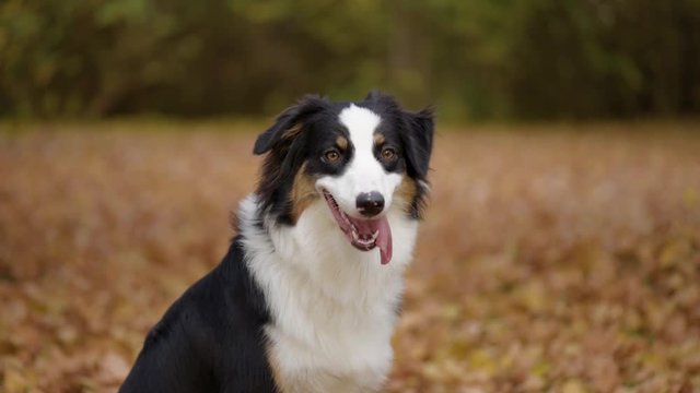 Happy Aussie at autumn park. Beautiful Australian shepherd puppy 10 months old - portrait close-up. Cute dog enjoy playing in a park an autumn sunny day.
