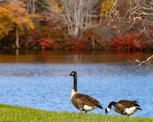 Canada goose on waters edge in autumn, no people.