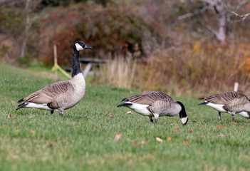 group of canadian geese