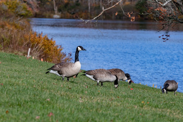 Canada goose on waters edge in autumn, no people.
