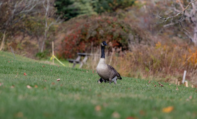 Canada goose on grass, no people.