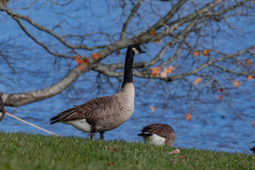 Canada goose on waters edge in autumn, no people.
