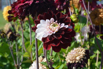 Fototapeta premium An odd, mixed, dark red and light pink Dahlia flower