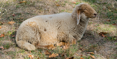 Gechilltes liegendes Schaf 