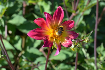A small pink and yellow Dahlia with a bee on it