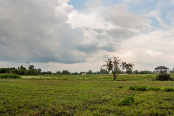 tree in the field
