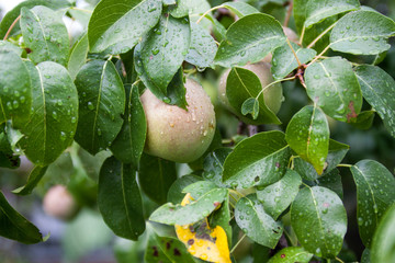 apple on tree