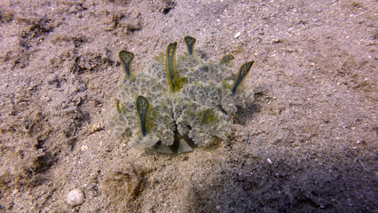 red sea