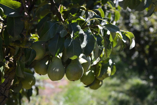 Fresh pears in a pear tree
