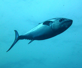 Fototapeta premium tuna