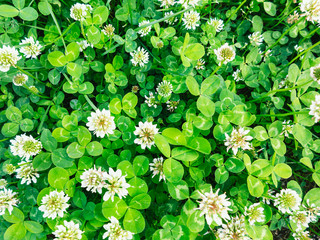 Glade of white clover, texture