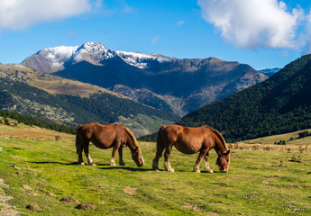Obraz na płótnie Canvas Vacas y caballos pasan el verano y parte del otoño en los prados de alta montaña hasta que llegan las primeras nevadas Val de Aran, Cataluña, España.