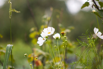 White flowers