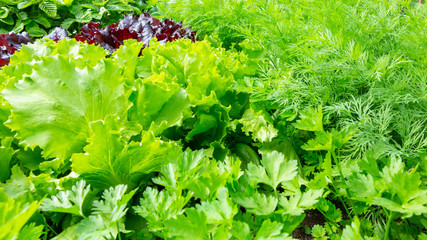 Summer greens of dill, parsley, lettuce on the bed, texture