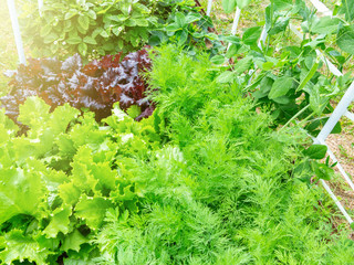 Summer greens of dill, parsley, lettuce on the bed