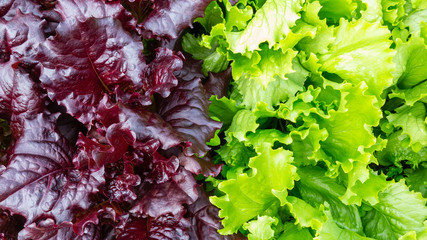 Green and purple lettuce on the bed, texture