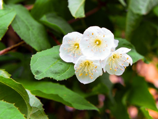 White mock-orange flowers with green leaves close-up