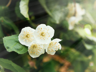 White mock-orange flowers with green leaves close-up