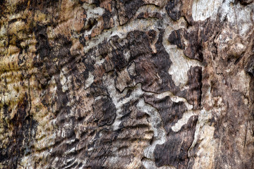 wood texture background