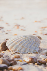 Jakobsmuschel Muschel im Sand am Strand	